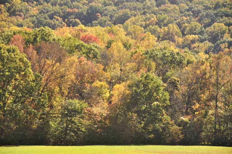 fall colors forest